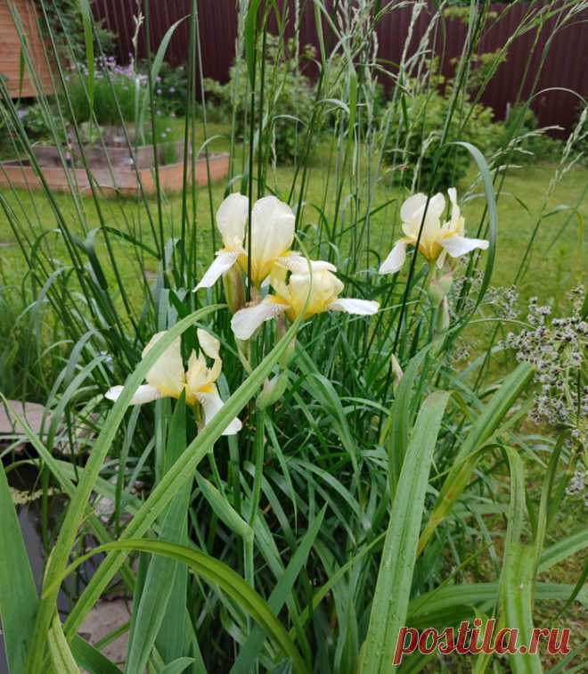 Многолетний садовый цветок Ирис (Iris). Корневищный многолетник с мечев ...