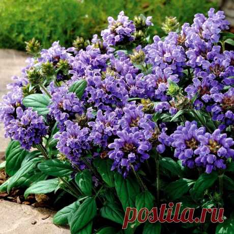 ✿·•●...√ Нежности, мира, добра, красоты,
Пусть улыбнутся Вам эти цветы!