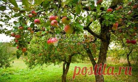 Подкормка яблонь летом минералами, органикой, фото Чем подкормить яблоню во время плодоношения - средства, органика, минералы. Подкормка яблони в июне, июле и августе. Симптомы недостатка питания