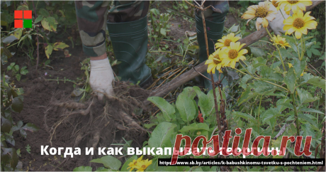 Когда и как выкапывать георгины Вот-вот придет время выкапывать георгины — не проморгайте его 	Многие не разводят георгины только потому, что их клубни ежегодно надо ...