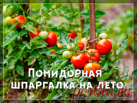 Помидорная шпаргалка на лето
Сохраняйте себе в копилку. В следующем году обязательно пригодятся.
ДЕДОВСКИЙ РЕЦЕПТ ДЛЯ ТОМАТОВ
Этот полузабытый дедовский рецепт я выписала из старой газетной подшивки, но опробовать все не было времени. Решилась наконец в прошлом году.
Рецепт очень прост.
В трехлитровую банку заливаю 2,6-2,7 л воды без хлора (отстоянной), добавляю 100 г разведенных теплой водой дрожжей и 0,5 ст. сахара.
Накрыв марлей, держу банку в тепле, время от времени вз...