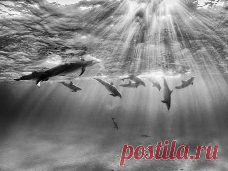 Природа без фотошопа / Игра дельфинов. © Nadia Aly