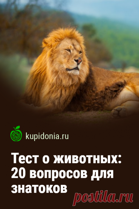 Тест о животных: 20 вопросов для знатоков. Продолжаем серию интересных тестов о животных. Сегодня мы подготовили для вас 20 занимательных вопросов разной сложности. Попробуйте ответить правильно на каждый из них!