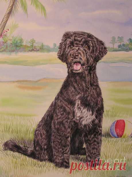 Portuguese Water Dog with Ball by Gail Dolphin Portuguese Water Dog with Ball Painting by Gail Dolphin