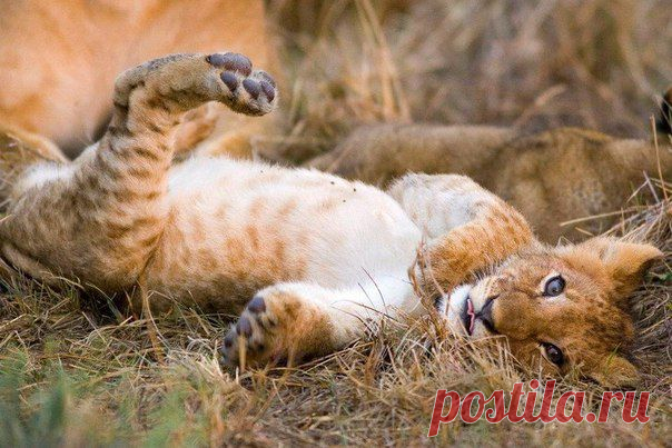В мире животных | ВКонтакте