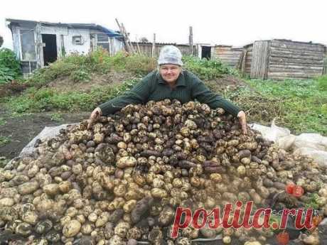 ЧЕСНОЧНАЯ БОЛТУШКА ДЛЯ КАРТОФЕЛЯ. 
Хотите получать урожай картофеля в 1,5 раза больше обычного? 
Тогда пожертвуйте для предпосадочной обработки клубней 1 кг чеснока. 
Пропустите зубки (можно нечищеные) через мясорубку и залейте чесночную кашицу 10 л воды. В полученной болтушке выдержите пророщенные клубни в течение 6-8 ч. Чеснок уничтожит на их поверхности все вредные микроорганизмы и обогатит микроэлементами для активного роста. 
После обработки болтушку не выбрасывайте