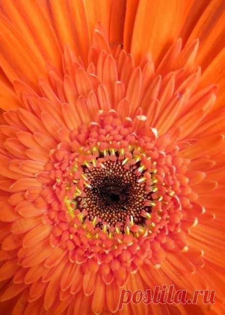 Flower, Tree, Plant, and Fungus Photography - Google+