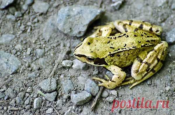 Frog  Free Stock Photo HD - Public Domain Pictures