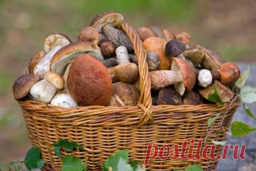 Маринованные грибы: 5 лучших рецептов