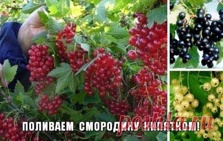Поливаем смородину кипятком! - Экологическое землетворчество | Экологическое землетворчество