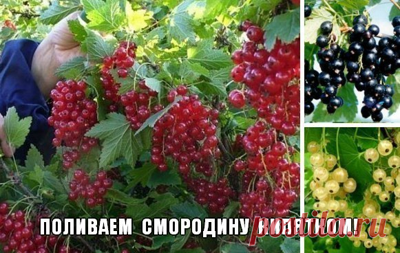 Поливаем смородину кипятком! - Экологическое землетворчество | Экологическое землетворчество
