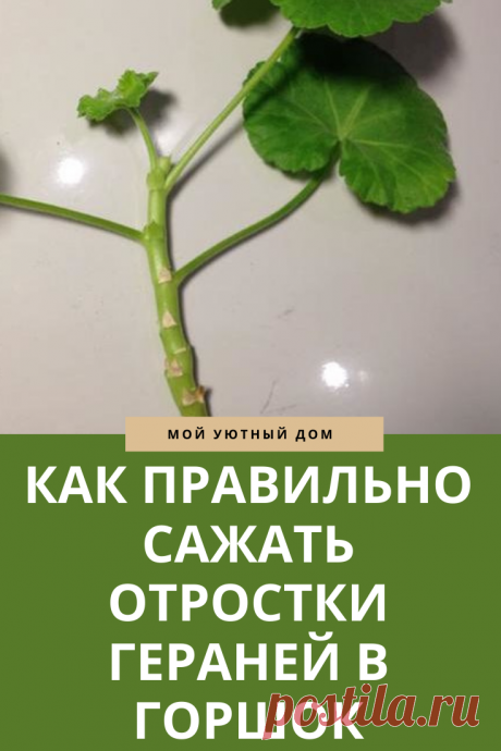 Правила посадки герани
