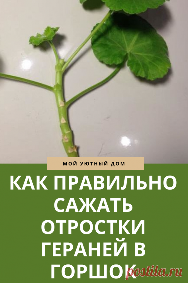 Правила посадки герани