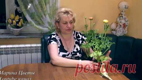 Ранункулюс - лютики. Садовые цветы. Выращивание, уход, размножение Ранинкулюс - лютики. Садовые цветы. Выращивание, уход, размножение БРУГМАНСИЯ СОШЛА С УМА В СЕНТЯБРЕ!!! НЕРЕАЛЬНОЕ ЗРЕЛИЩЕ!!! * Марина Цветы https://youtu.be...