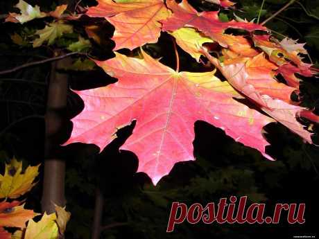 кленовые листья Природа priroda nature autumn osenniy naryad 1600