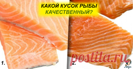 Как правильно выбрать красную рыбу? Секрет свежих продуктов! Эта статья раскроет вам несколько нюансов выбора и использования красной рыбы. Лососевые породы делают стол богаче и хороши в любом виде. Не стоит забывать и о полезных свойствах, источником которых является красная рыба. Но при выборе такой рыбы возникает достаточное количество вопросов и сомнений. Давайте обо всем по порядку. Что за рыба такая — ЛОСОСЬ? …