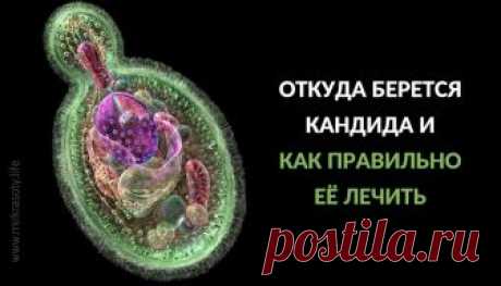Кандидоз: истинные причины и лечение - be1issimo.ru Бактерии рода Candida в организме человека относятся к грибковой инфекции, более известной...