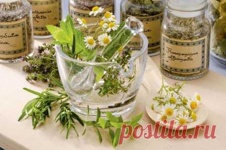 7 недооцененных лекарственных растений