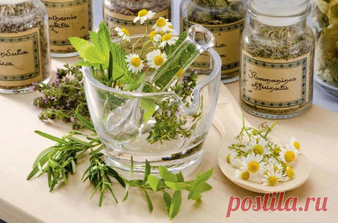 7 недооцененных лекарственных растений