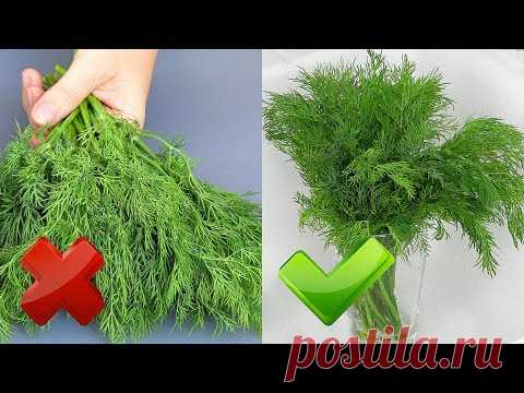 Зелень остается СВЕЖЕЙ до 2-х месяцев! Рецепты из укропа  УКРОПНАЯ ЗАВИСИМОСТЬ