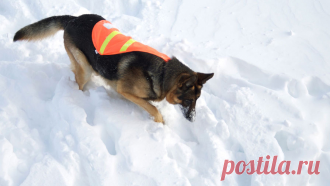 Россиянам рассказали, как утеплить собаку для прогулки в мороз. В холодное время прогулки с собаками стоит ограничивать по времени, потому что некоторые породы могут замерзнуть. О том, как утеплить собаку для прогулки в морозную погоду, "Москве 24" рассказал ветеринарный врач Евгений ...