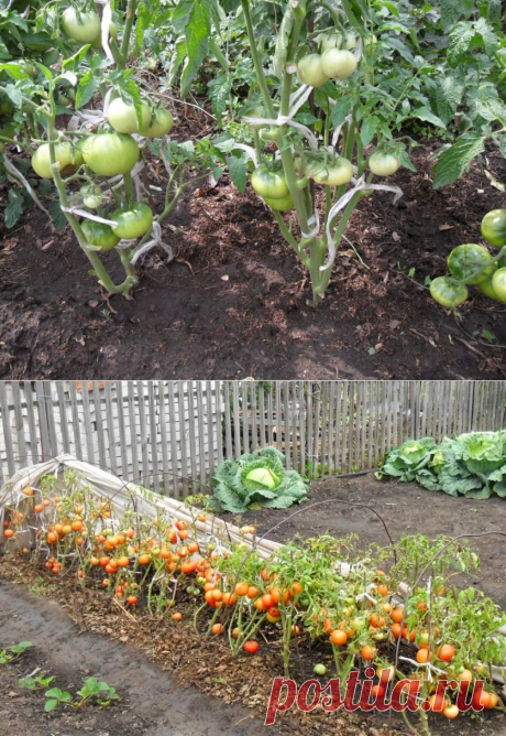 Выращивание помидоров сразу на грядке — 6 соток
