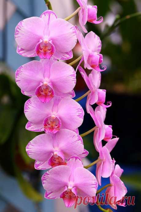 ✯ Phalaenopsis Meddy 'Arrow' | FLOWERS