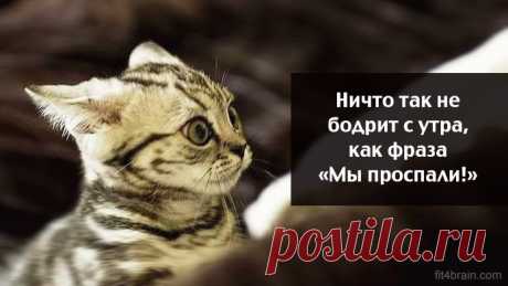 Весёлые картинки