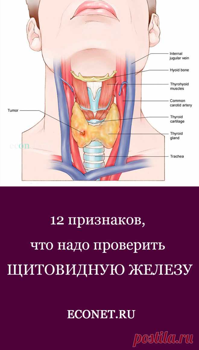 Проблемы с щитовидной симптомы у мужчин