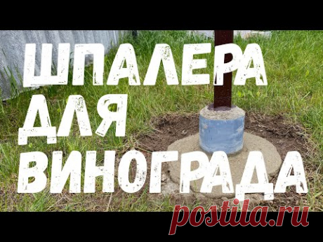 Одноплоскостная шпалера для винограда. 2022.