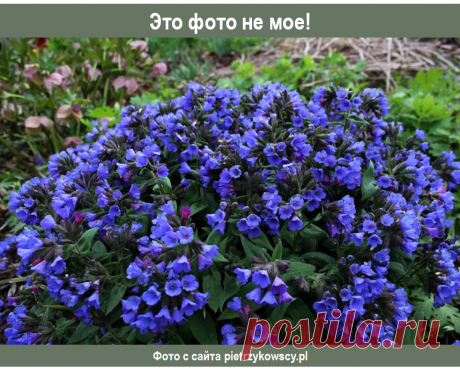 Медуница гибридная (Pulmonaria hybrid) &quot;Blue Ensign&quot;