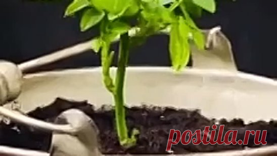 Вырастить розу из букета