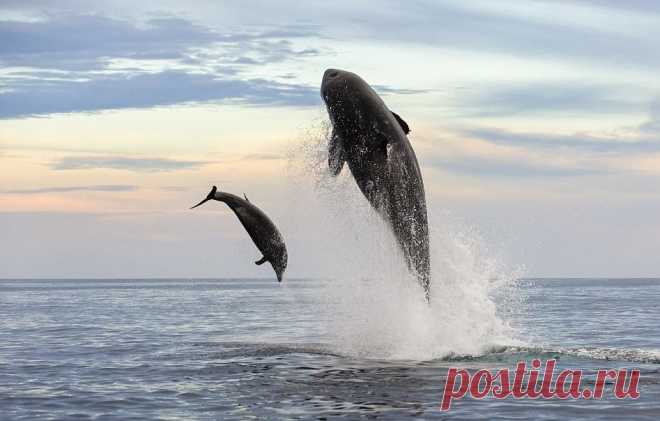Невероятные кадры: чудесное спасение дельфина после атаки косатки 
Фотографу Кристоферу Свонну невероятно повезло. Снимая морских обитателей у берегов мексиканской Нижней Калифорнии, он стал свидетелем невероятного зрелища - нападения косатки на дельфина-афалину и е…