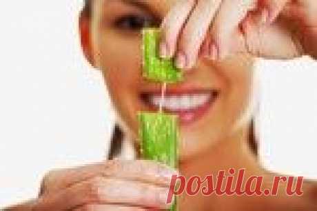 Алоэ: 10 рецептов лечения