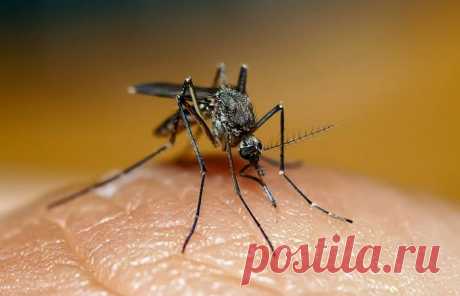 Как моментально убрать зуд после укуса комара | Делимся советами