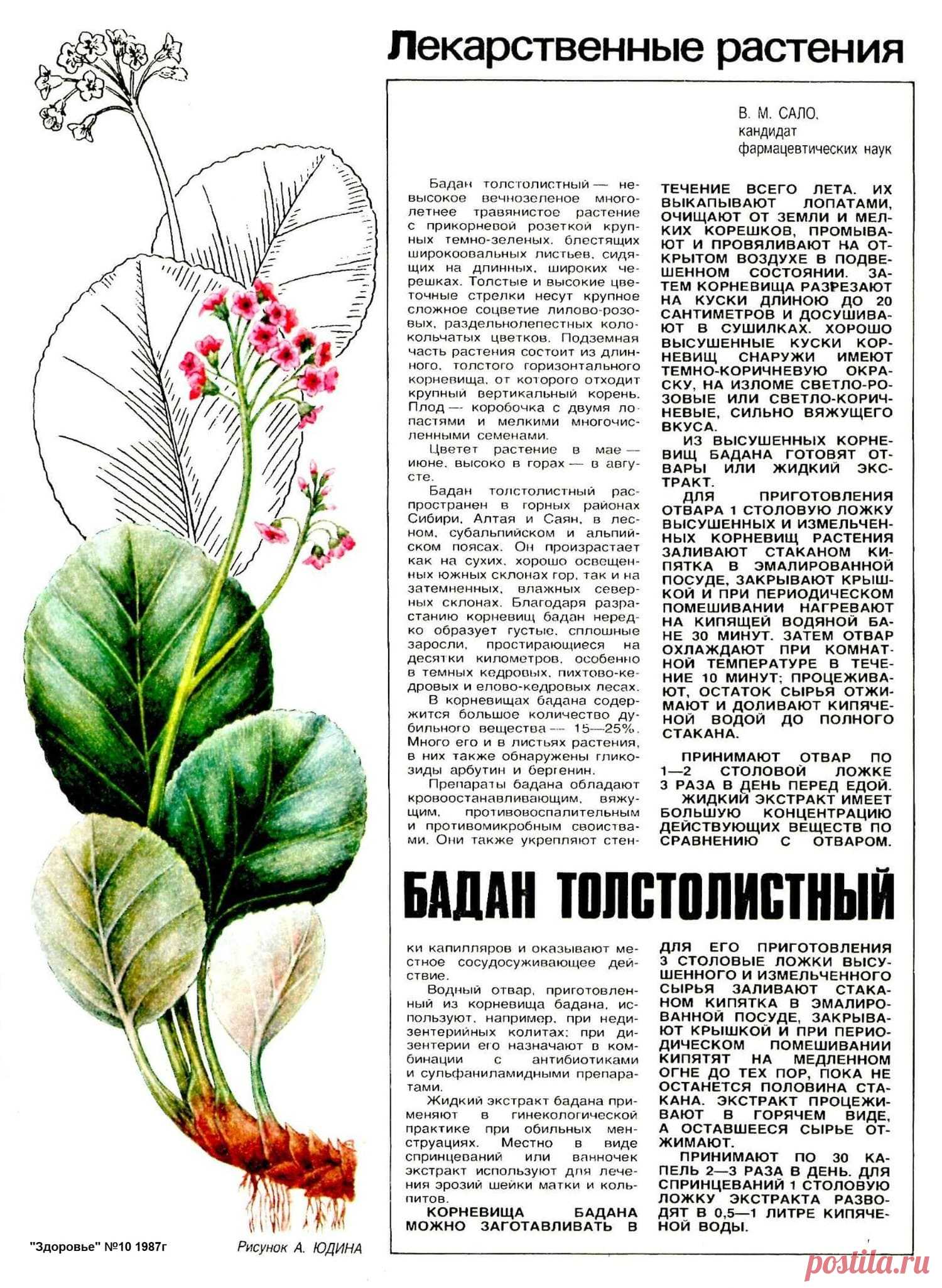 Бадан толстолистный