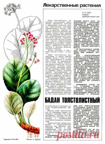 Бадан толстолистный