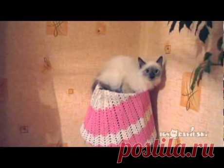 The lamp cat / Ламповая кошка - YouTube