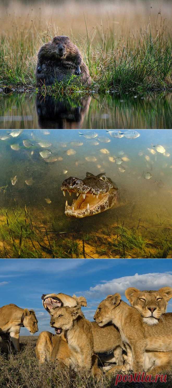 Лучшие фотографии National Geographic за август 2013 | САМЫЙ СОК!