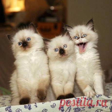 Тот самый друг, который вечно портит фото — Убойный юмор