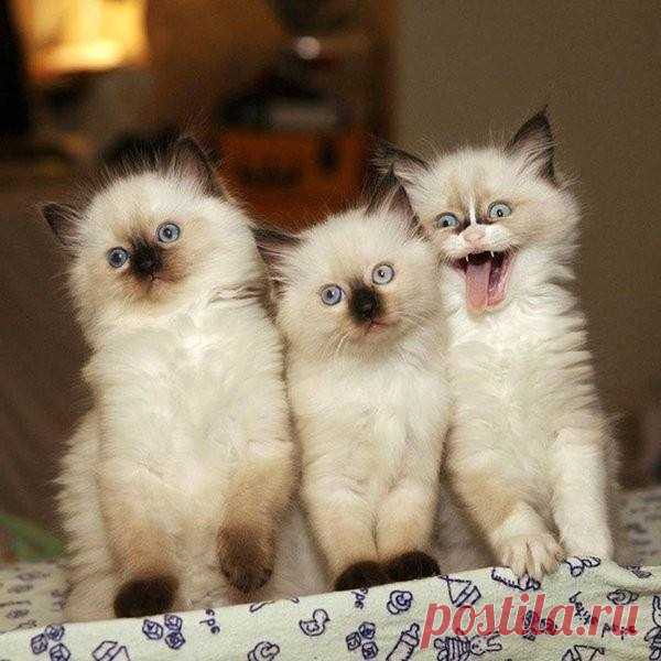 Тот самый друг, который вечно портит фото — Убойный юмор
