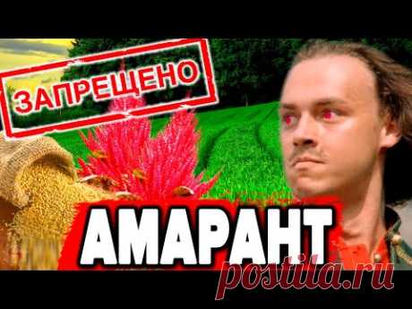 ЗАЧЕМ ПЁТР 1 ЖЕСТОКО ЗАПРЕТИЛ АМАРАНТ - НАСТОЯЩИЙ ХЛЕБ СЛАВЯН