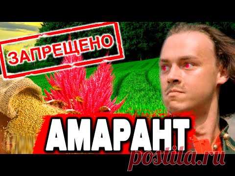 ЗАЧЕМ ПЁТР 1 ЖЕСТОКО ЗАПРЕТИЛ АМАРАНТ - НАСТОЯЩИЙ ХЛЕБ СЛАВЯН