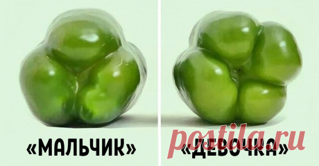 Покупай болгарский перец по этому признаку — и не прогадаешь! Совершенно разный вкус