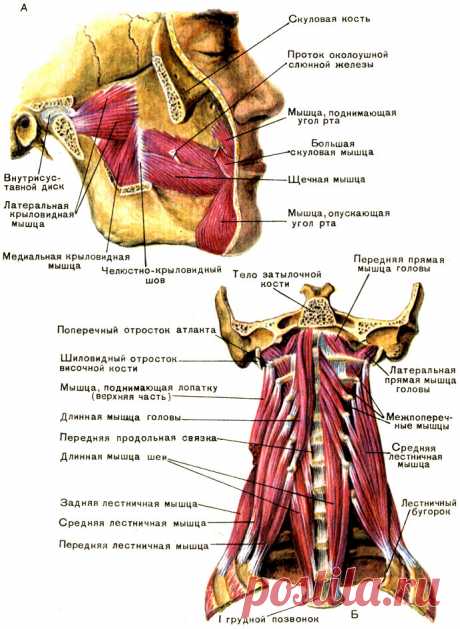 30. Мышцы головы: жевательные и мимические - их особенности и функции [2012 - - Анатомия и физиология человека]
