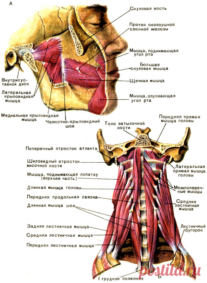 30. Мышцы головы: жевательные и мимические - их особенности и функции [2012 - - Анатомия и физиология человека]