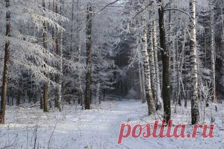 ФОТОМАСТЕРСКАЯ ПРИРОДЫ
Валентина Кобцева