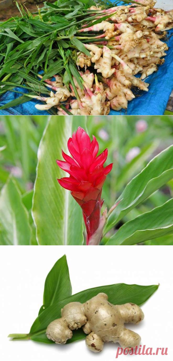 Ginger Фотографія Stock Adobe Stock