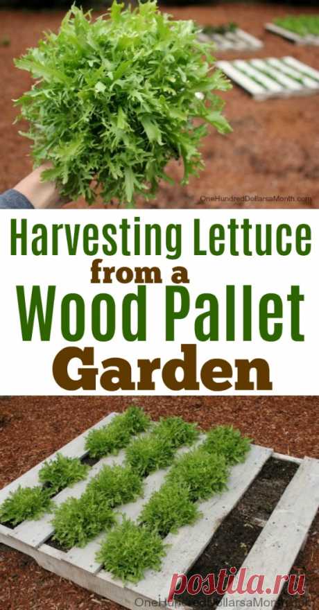 Wood Pallet Garden - Harvesting Lettuce - One Hundred Dollars a Month With the rain and cooler temps this past week, our pallet gardens have been growing like crazy! So far we have harvest 3 heads of endive lettuce. It’s a little bitter {that’s normal} but it sure is pretty to grow. Kind of artsy if you ask me. I think I’ll be replacing the endive beds …