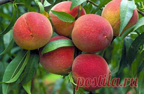 Особенности выращивания персика | Мой садочек
